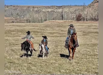 American Quarter Horse, Gelding, 13 years, Sorrel