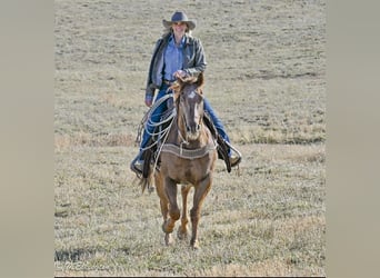 American Quarter Horse, Gelding, 13 years, Sorrel