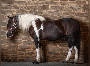 American Quarter Horse, Gelding, 13 years, Tobiano-all-colors