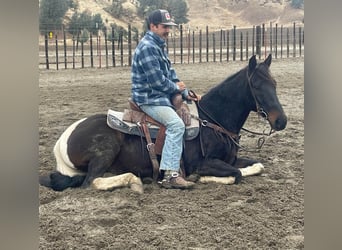 American Quarter Horse, Gelding, 13 years, Tobiano-all-colors