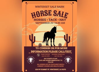 American Quarter Horse, Gelding, 13 years