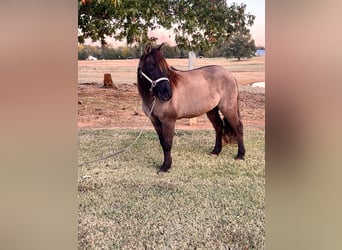 American Quarter Horse, Gelding, 14 years, 11.3 hh, Grullo