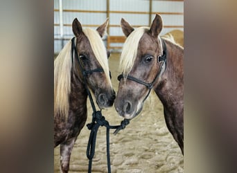 American Quarter Horse, Gelding, 14 years, 12 hh, Brown