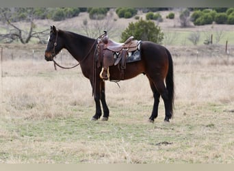 American Quarter Horse, Gelding, 14 years, 14.2 hh, Bay