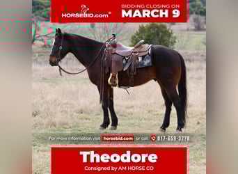 American Quarter Horse, Gelding, 14 years, 14.2 hh, Bay