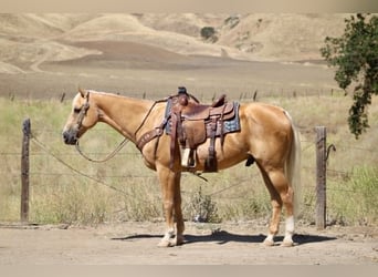 American Quarter Horse, Gelding, 14 years, 14.2 hh, Palomino