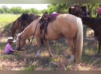 American Quarter Horse, Gelding, 14 years, 14.2 hh, Palomino