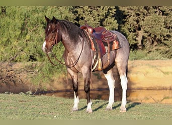 American Quarter Horse, Gelding, 14 years, 14,2 hh, Roan-Bay