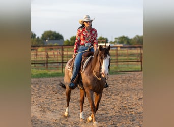 American Quarter Horse, Gelding, 14 years, 14,2 hh, Roan-Red