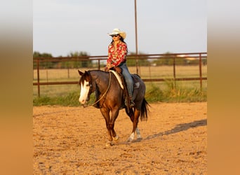 American Quarter Horse, Gelding, 14 years, 14,2 hh, Roan-Red