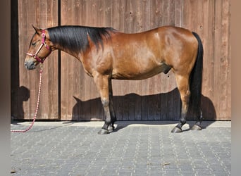 American Quarter Horse, Gelding, 14 years, 14.3 hh, Brown-Light