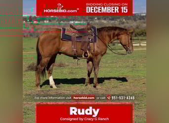 American Quarter Horse, Gelding, 14 years, 14.3 hh, Dun