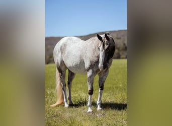 American Quarter Horse, Gelding, 14 years, 14.3 hh, Gray
