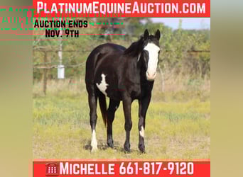 American Quarter Horse, Gelding, 14 years, 14.3 hh, Overo-all-colors