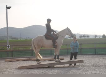 American Quarter Horse Mix, Gelding, 14 years, 14.3 hh, Palomino