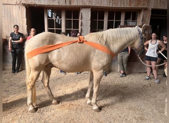 American Quarter Horse Mix, Gelding, 14 years, 14.3 hh, Palomino