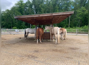 American Quarter Horse Mix, Gelding, 14 years, 14.3 hh, Palomino