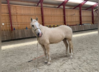 American Quarter Horse Mix, Gelding, 14 years, 14.3 hh, Palomino