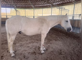 American Quarter Horse Mix, Gelding, 14 years, 14.3 hh, Palomino