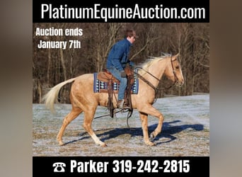 American Quarter Horse, Gelding, 14 years, 14.3 hh, Palomino