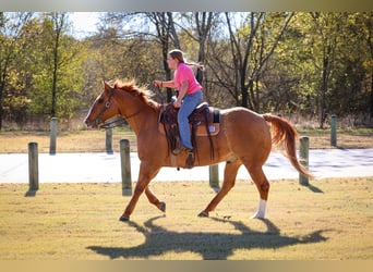 American Quarter Horse, Gelding, 14 years, 14.3 hh, Red Dun