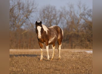 American Quarter Horse, Gelding, 14 years, 14,3 hh, Roan-Bay