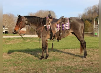 American Quarter Horse, Gelding, 14 years, 14.3 hh, Roan-Bay
