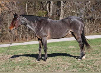 American Quarter Horse, Gelding, 14 years, 14.3 hh, Roan-Bay