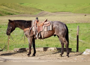 American Quarter Horse, Gelding, 14 years, 14.3 hh, Roan-Blue