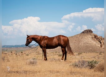 American Quarter Horse, Gelding, 14 years, 14.3 hh, Roan-Red