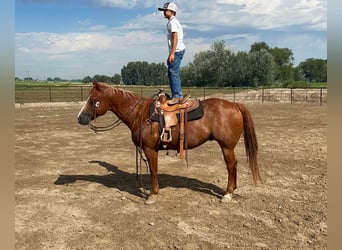 American Quarter Horse, Gelding, 14 years, 14.3 hh, Roan-Red