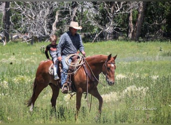 American Quarter Horse, Gelding, 14 years, 14.3 hh, Sorrel