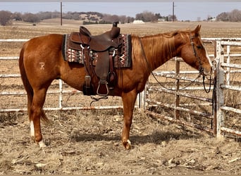American Quarter Horse, Gelding, 14 years, 14.3 hh, Sorrel