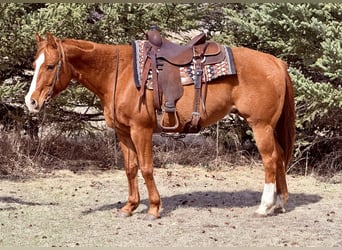 American Quarter Horse, Gelding, 14 years, 14.3 hh, Sorrel