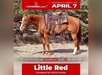 American Quarter Horse, Gelding, 14 years, 14.3 hh, Sorrel