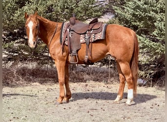 American Quarter Horse, Gelding, 14 years, 14.3 hh, Sorrel