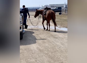 American Quarter Horse, Gelding, 14 years, 14.3 hh, Sorrel
