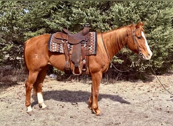 American Quarter Horse, Gelding, 14 years, 14.3 hh, Sorrel