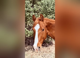 American Quarter Horse, Gelding, 14 years, 14.3 hh, Sorrel