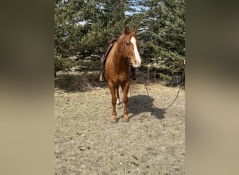 American Quarter Horse, Gelding, 14 years, 14.3 hh, Sorrel
