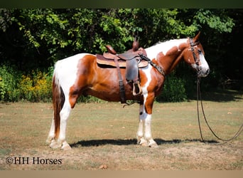 American Quarter Horse, Gelding, 14 years, 14.3 hh, Tobiano-all-colors