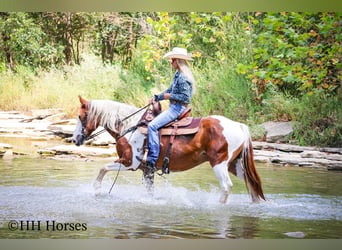 American Quarter Horse, Gelding, 14 years, 14.3 hh, Tobiano-all-colors