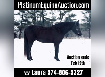 American Quarter Horse, Gelding, 14 years, 14 hh, Black