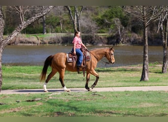 American Quarter Horse, Gelding, 14 years, 14 hh, Buckskin