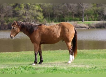 American Quarter Horse, Gelding, 14 years, 14 hh, Buckskin