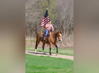 American Quarter Horse, Gelding, 14 years, 14 hh, Buckskin