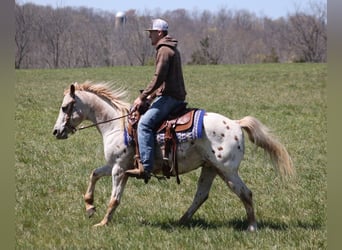 American Quarter Horse, Gelding, 14 years, 14 hh, Chestnut