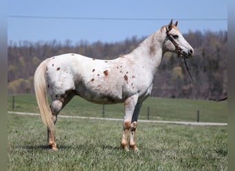 American Quarter Horse, Gelding, 14 years, 14 hh, Chestnut