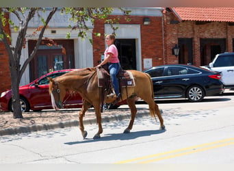 American Quarter Horse, Gelding, 14 years, 14 hh, Dun
