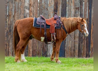 American Quarter Horse, Gelding, 14 years, 14 hh, Overo-all-colors